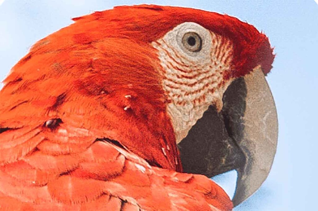 espécies em extinção icm bio