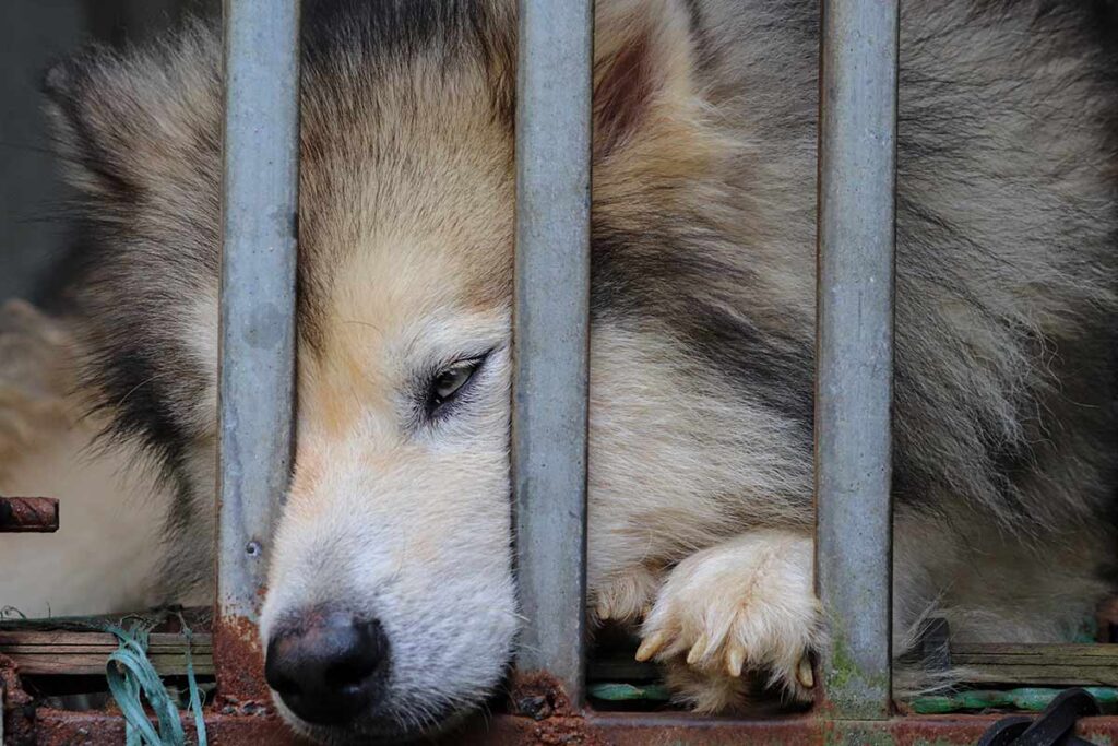 Alesp aprova proibição de venda de animais domésticos em São Paulo 1 cachorro jaula unsplash