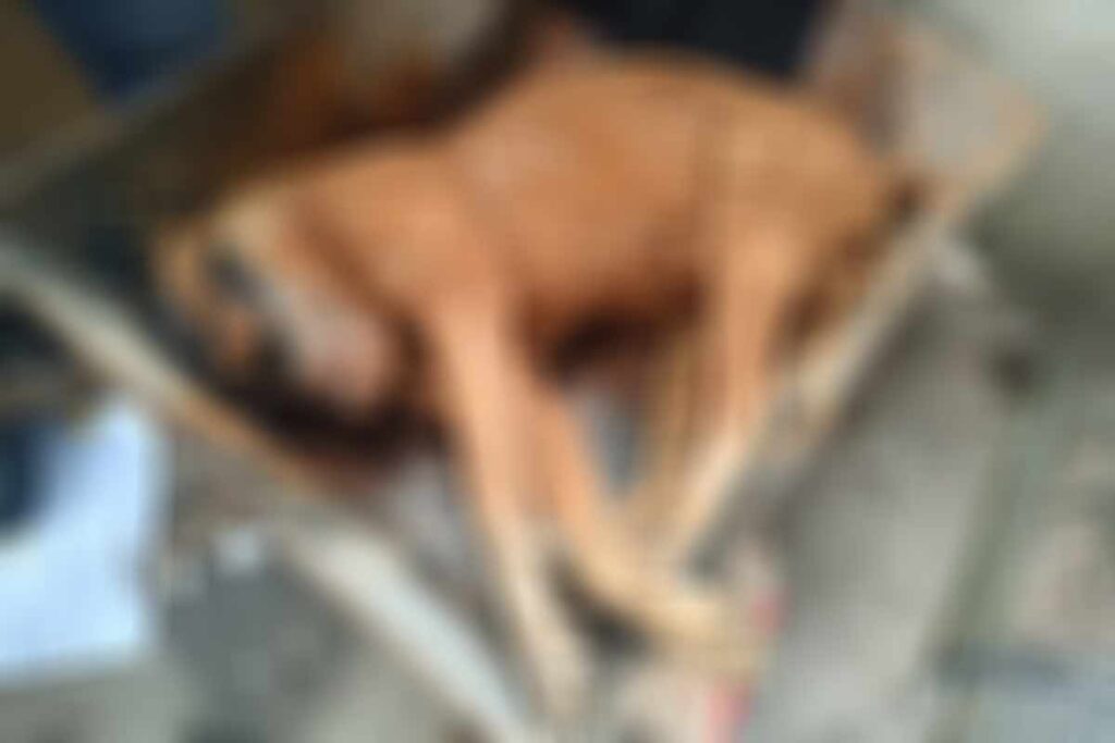 Cachorro é morto a facadas no Retiro 1 cachorro morto a facada divulgacao policia militar do meio ambiente