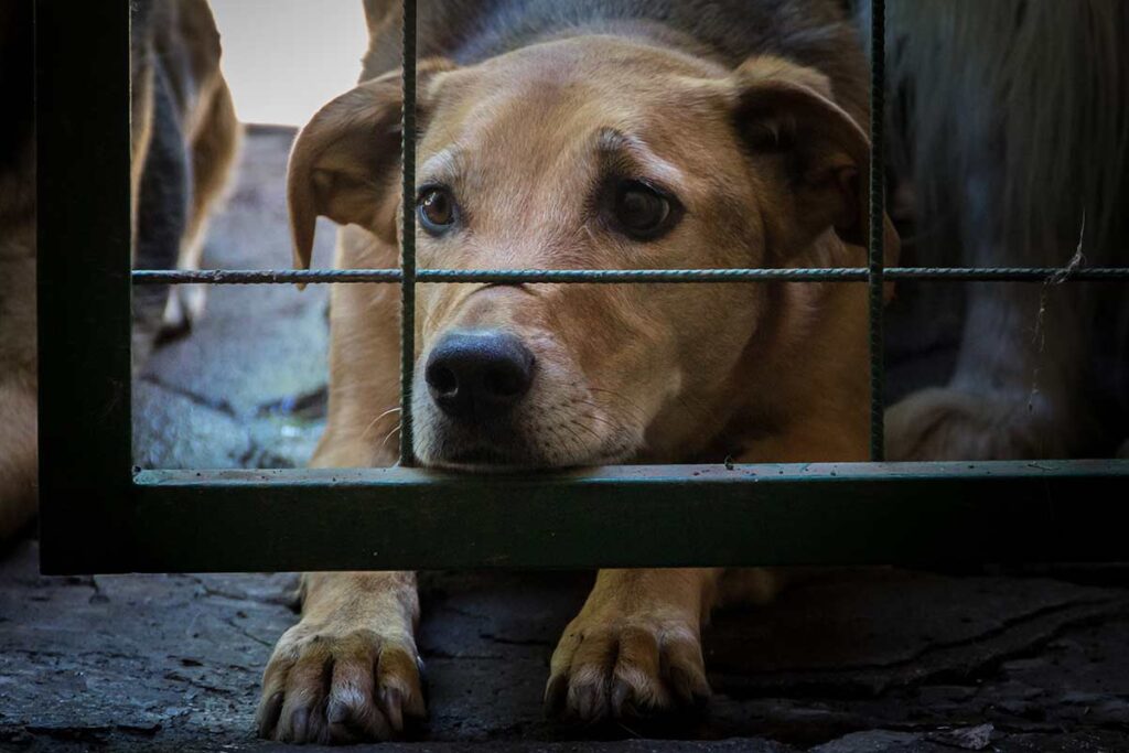 Mulher é condenada por maus-tratos a 13 cães 1 Mulher é condenada por maus-tratos a 13 cães em Formiga