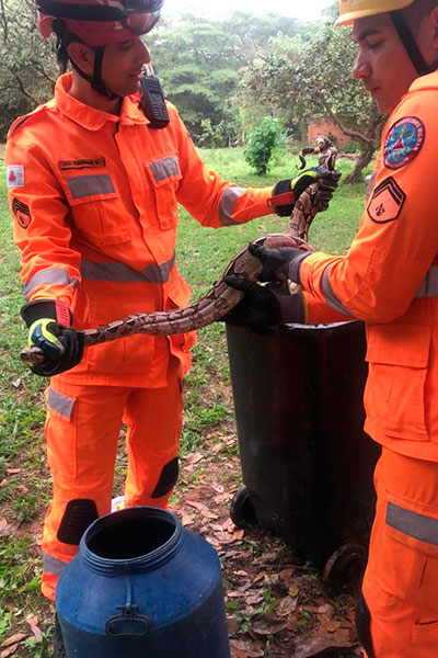 Cobra jiboia é resgatada dentro de escola mineira 2 cobra escola governador valadares bombeiros 2