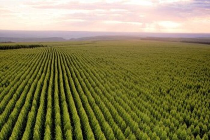 Minas tem a maior área de floresta do país 1 colunamgdia4