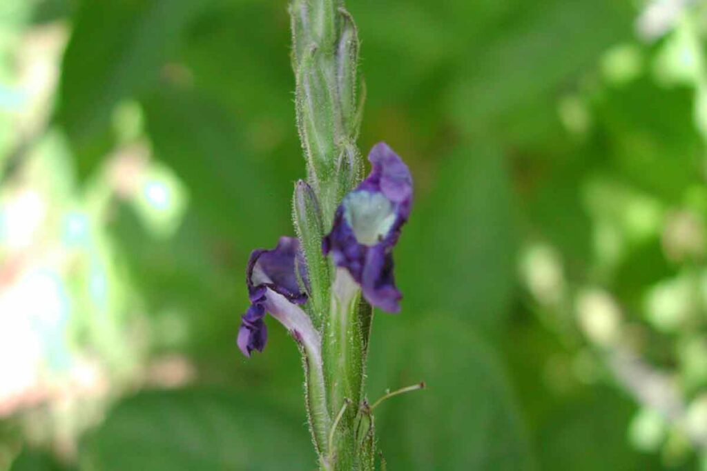 Planta rara da Serra do Cipó é cultivada pela UFJF 2 especie rara arquivo pessoal fatima salimena