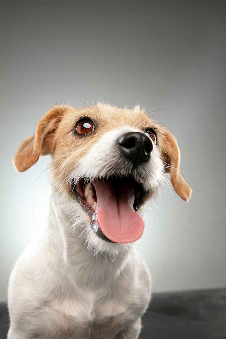 Confira 12 mitos sobre cachorros que você precisa saber 1 pet cachorro freepik