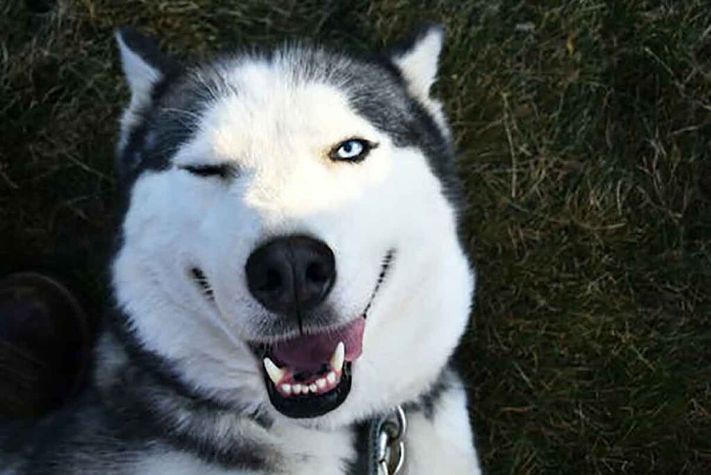 Confira 12 mitos sobre cachorros que você precisa saber 2 pet cachorro husky pexels