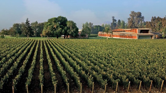 Almaviva: o Vinho Chileno de Linhagem Real 4 ALMAVIVA 13 544x306 1