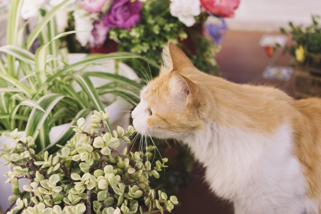 Dez espécies de plantas que são tóxicas para os gatos 1 PET Frrepik