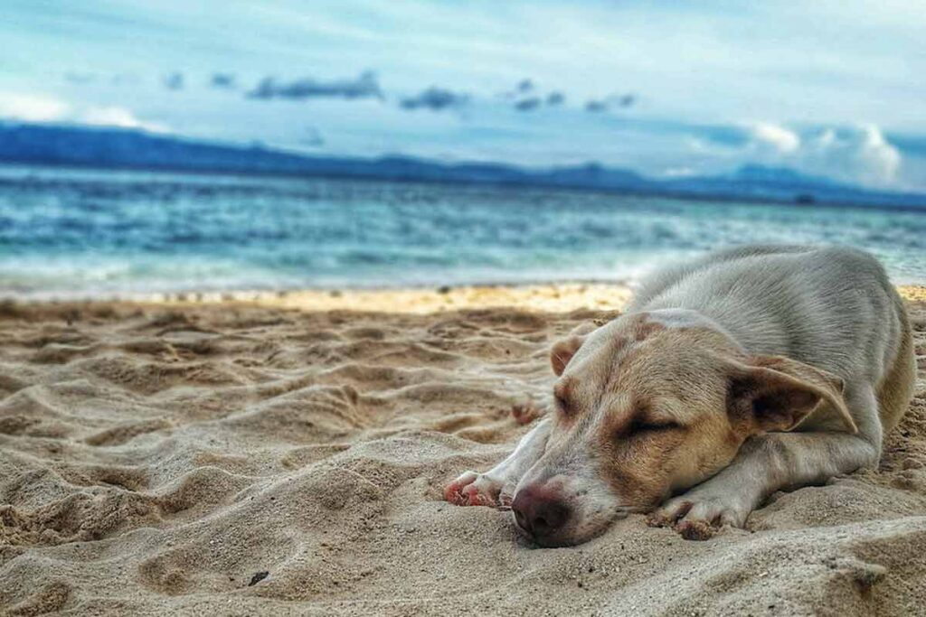 Confira dez cuidados ao passear com o cachorro nos dias quentes 2 PET Pexels 2
