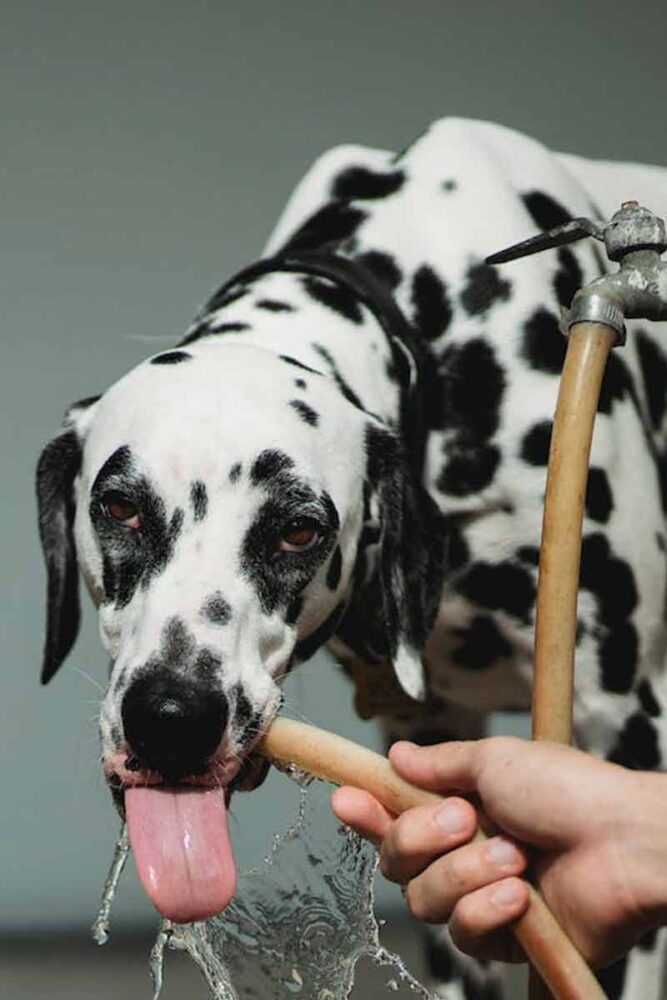 Confira dez cuidados ao passear com o cachorro nos dias quentes 1 PET Pexels