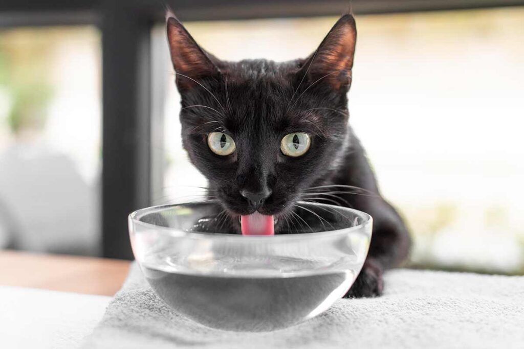 Dez dicas para manter o gato fresco no calor 2 PET gato Freepik