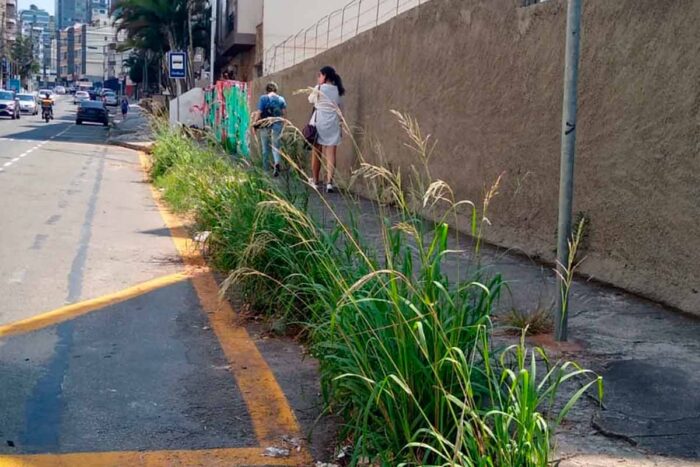 Mato alto em calçada gera preocupação na Ladeira Alexandre Leonel 1 Vida Urbana Tribuna de Minas 2