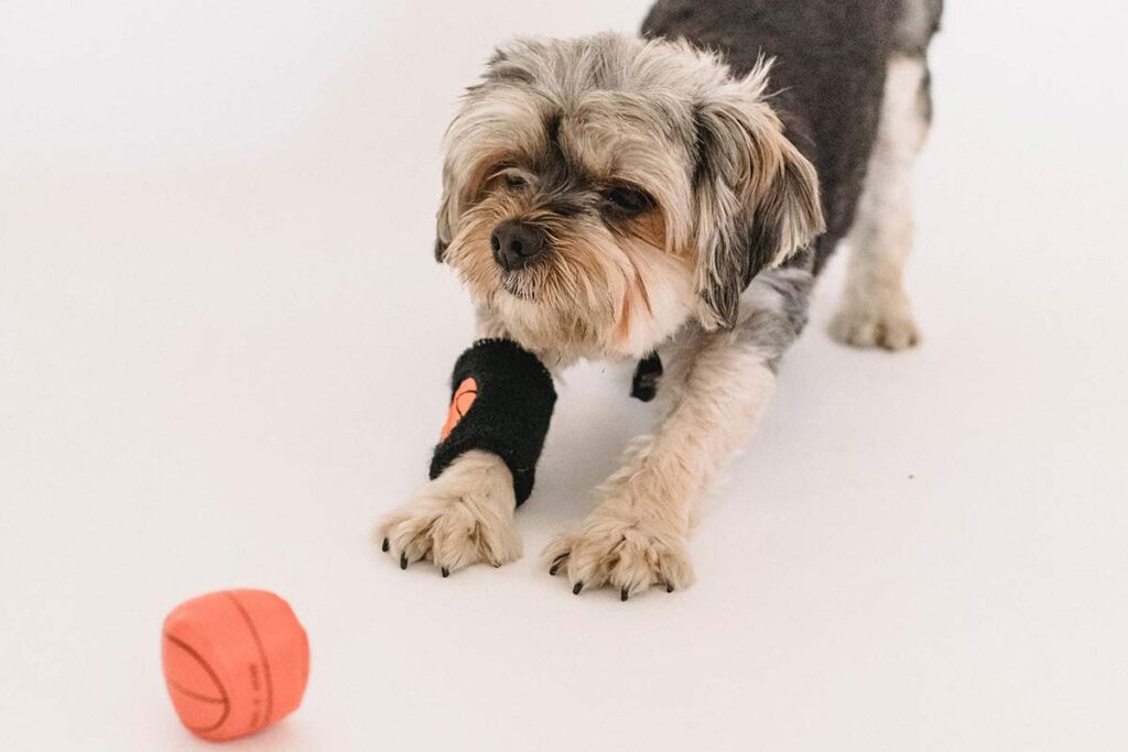 Dez sugestões de presentes para cachorro 2 cachorro pet pexels