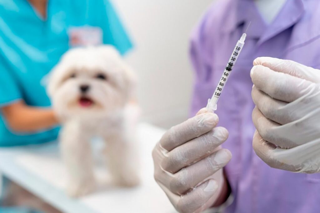 Laboratório farmacêutico terá que indenizar cliente por cachorro ter pegado cinomose 1 vacinação antirrábica