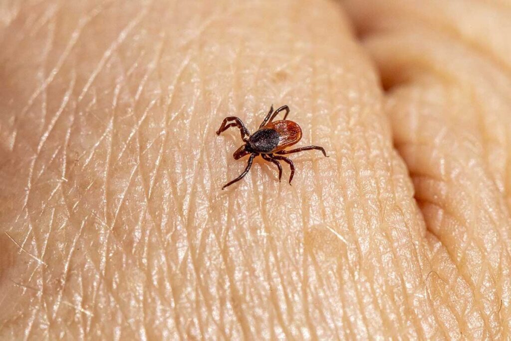 Escola estadual de JF enfrenta infestação de carrapatos 1 carrapato pixabay