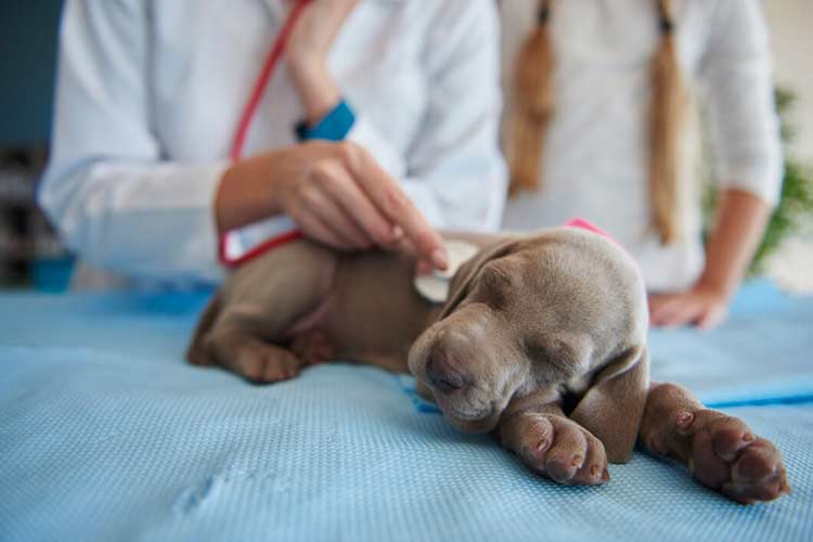 Confira 12 cuidados com o cachorro após a castração 1 especial pet 2 freepik