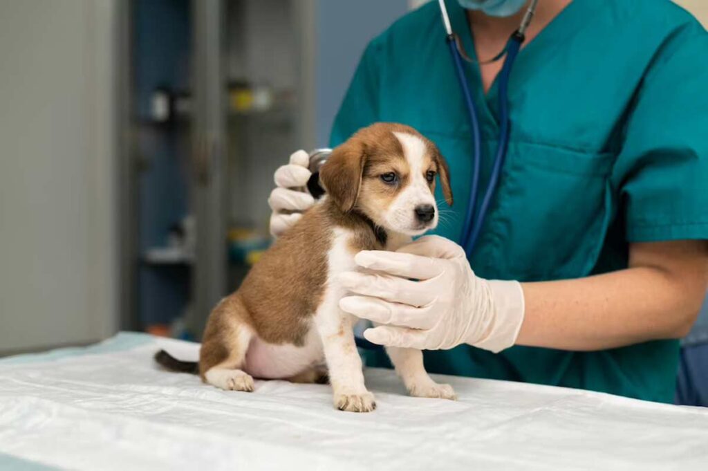 Confira 12 cuidados com o cachorro após a castração 2 especial pet 3 freepik