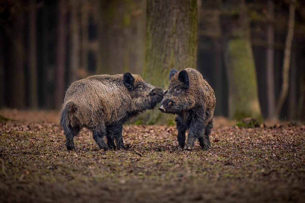 Autorizações de caça a javalis e animais exóticos passam a ser barradas pelo Ibama 1 javali caca freepik