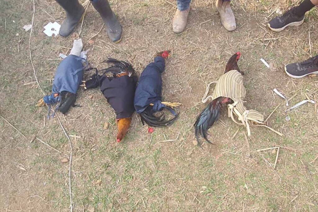 Polícia Militar desmonta rinha de galos em Rio Novo e resgata 24 animais 1 rinha de galos rio novo 2 divulgacao pmma