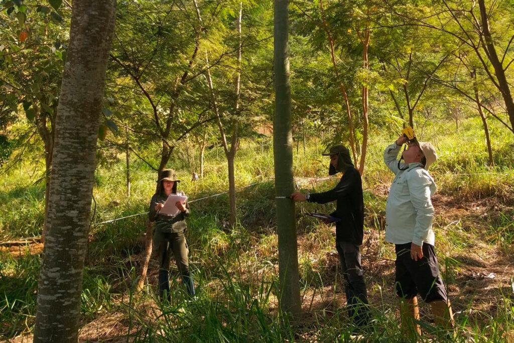 Projeto planta mais de 70 mil mudas de árvores na Zona da Mata 2 biosfera e as mudas da ufjf