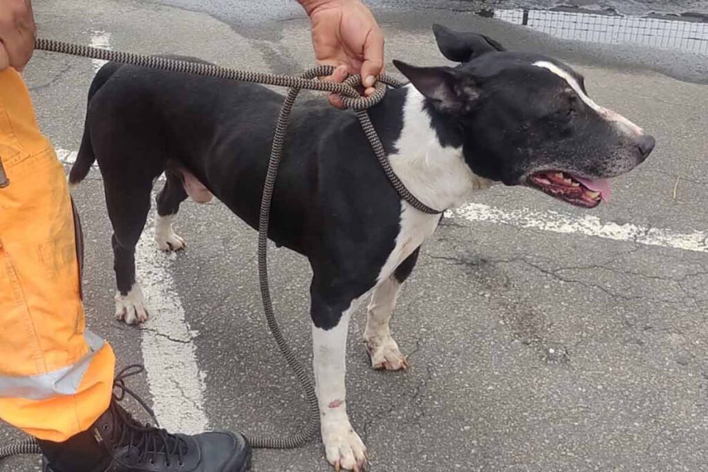 Funcionário é atacado por cachorro próximo a estacionamento de hospital 2 ataque cao santa casa 2 divulgacao corpo de bombeiros