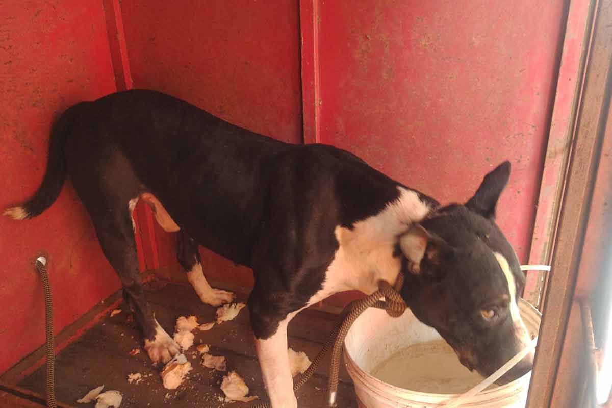 Funcionário é atacado por cachorro próximo a estacionamento de hospital 1 ataque cao santa casa 3 divulgacao corpo de bombeiros