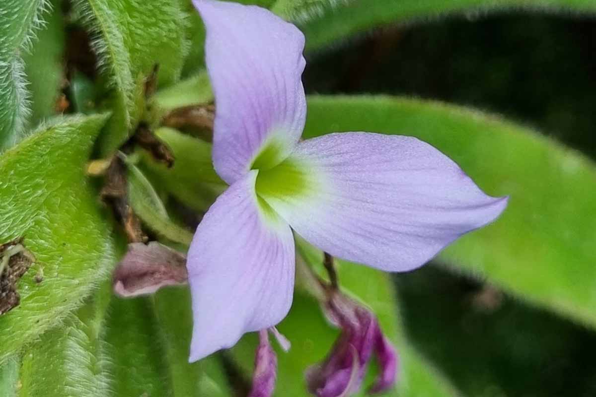 bioesfera Julio Cesar Ribeiro