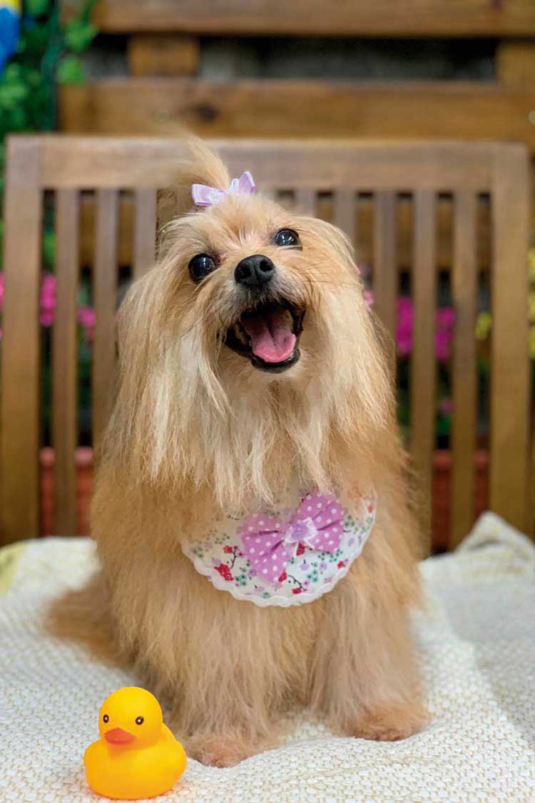 Outubro rosa: pets também podem ter câncer de mama 1 cancer de mama em pet 2 arquivo pessoal