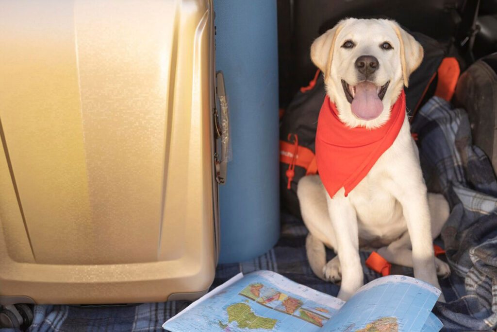 Confira regras para embarcar com animais em voos 2 animais viajantes