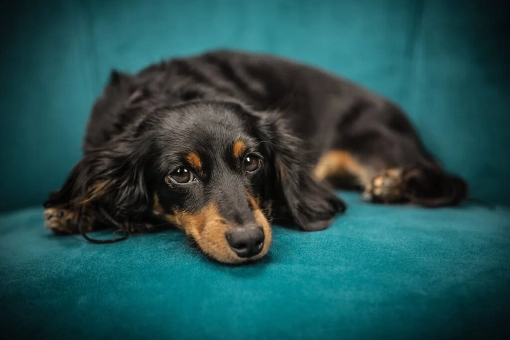Câmara promulga lei que regulariza serviços funerários para pets 1 especial pet pexels 1.jpg ok 1