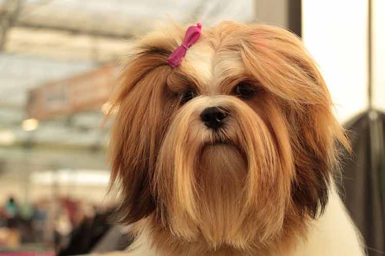 Confira oito diferenças entre as raças lhasa apso e shih tzu 2 especial pet pixabay lhasa