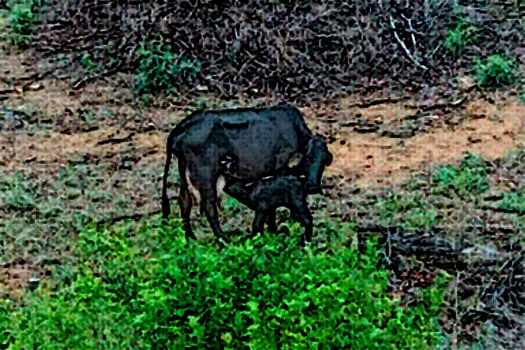 A vaca 1 vaca acaba de parir