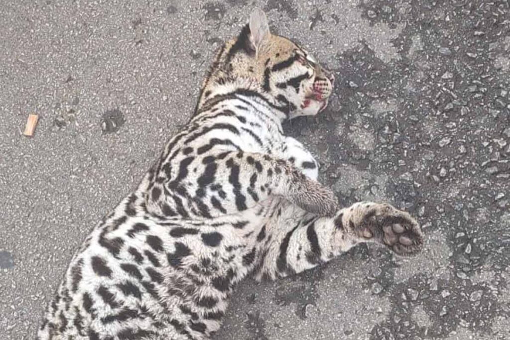 Filhote de jaguatirica é resgatado após atropelamento 2 jaguatirica atropelada mg 050 2 divulgacao corpo de bombeiros