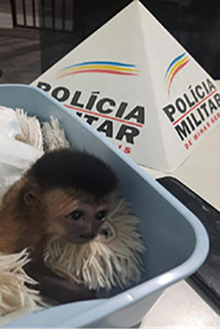 Homens são presos transportando filhote de macaco-prego 1 macaco resgatado2 divulgacao pm