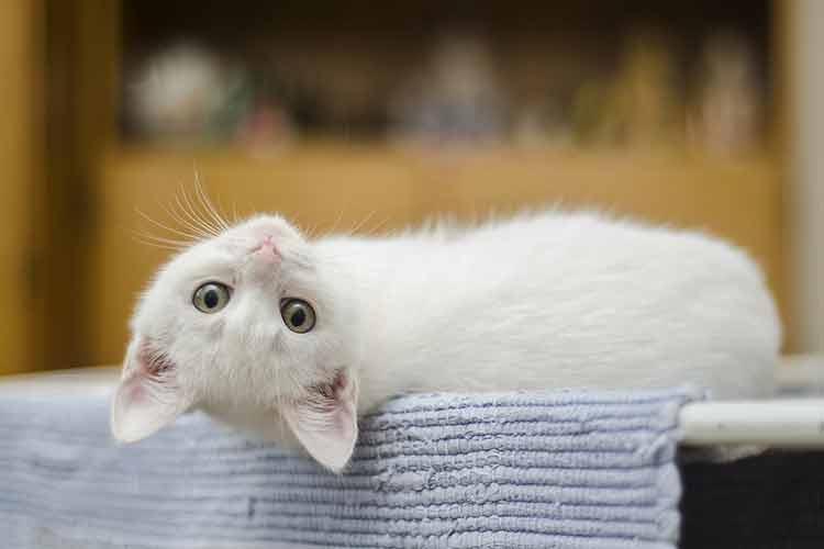 Confira 12 formas de demonstrar amor pelo seu gato 1 pet 6