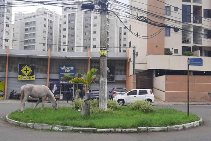 Cavalo solto gera riscos em rotatória no Morro da Glória 1 vu17outok