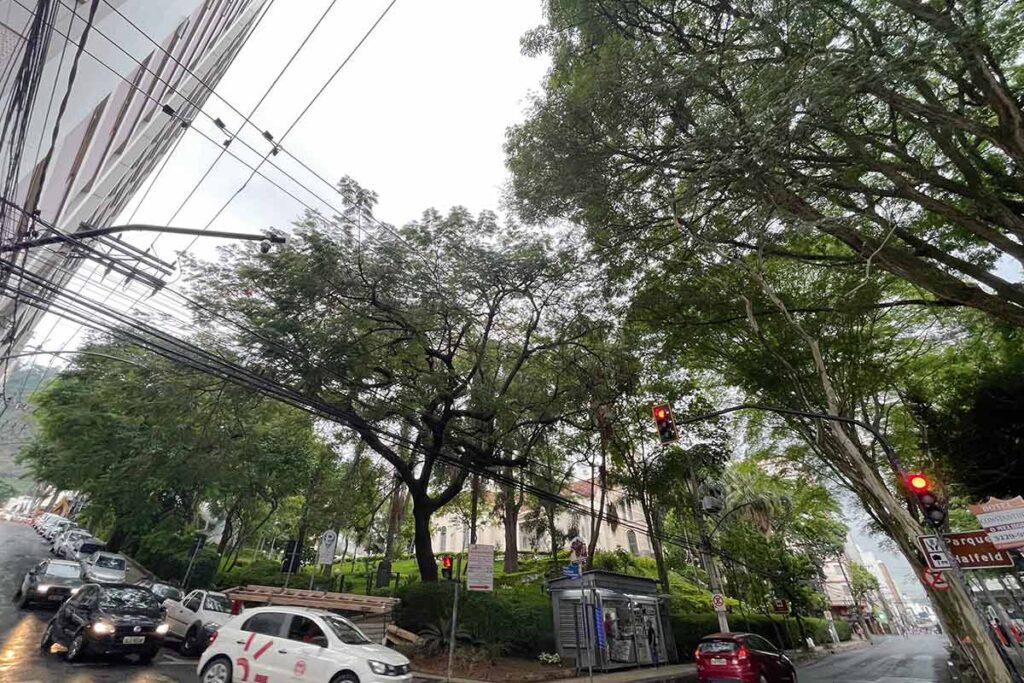JF tem mais de 270 ocorrências de queda de árvore em fiação nos últimos dois meses 1 Árvore