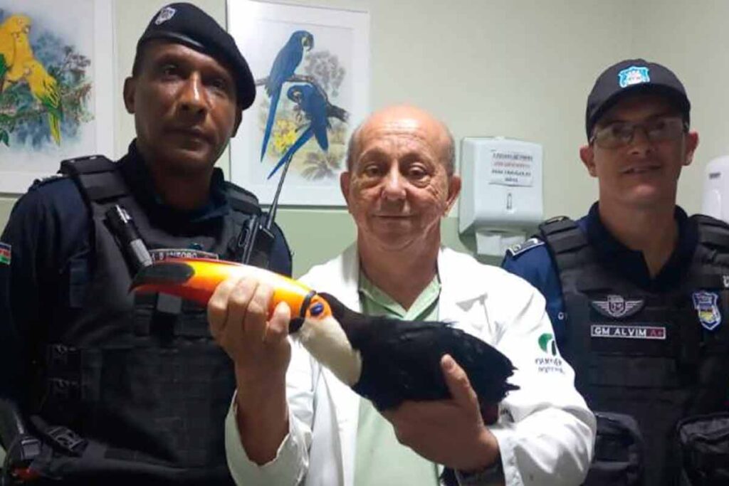Mais de 400 animais silvestres foram recolhidos pela Guarda Municipal em 2023 1 animais silvestres recolhidos pela guarda