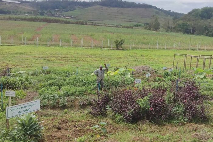 Projeto da Epamig incentiva cultivo de hortaliças PANC 1 BIOSFERA PANCS Arquivo Pessoal 8 OK