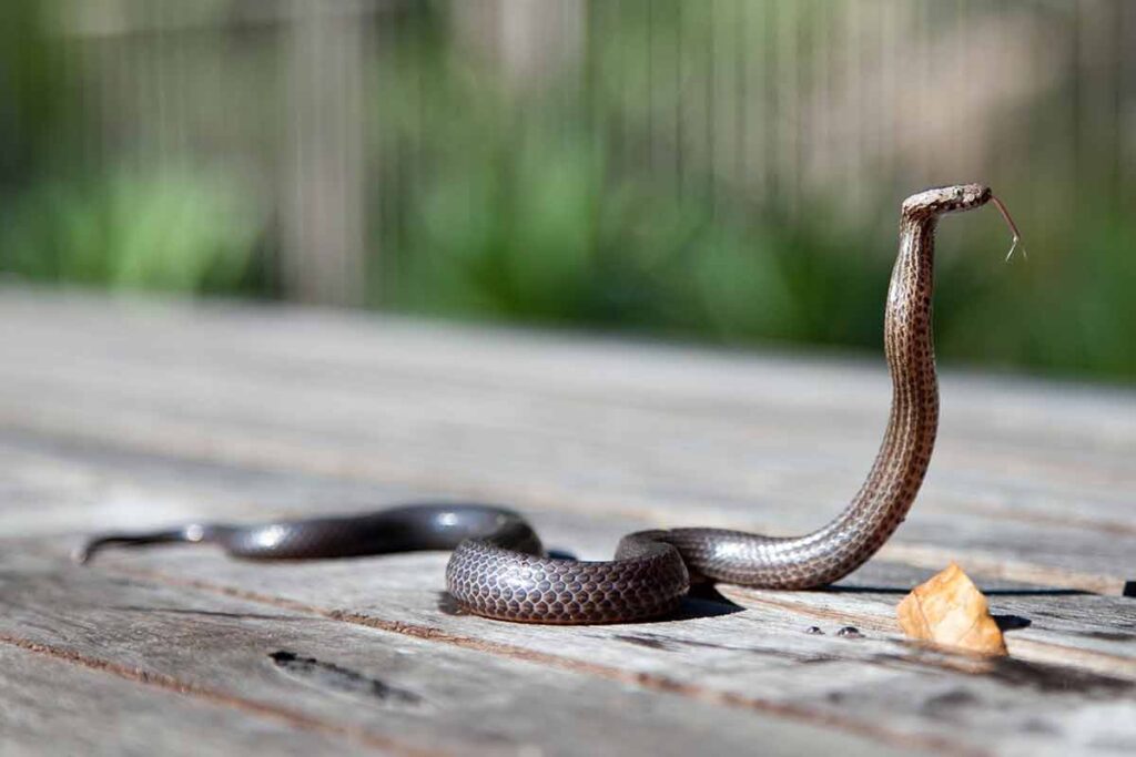 Cobra é encontrada em arara de loja em Além Paraíba 1 Cobra cipo Pexels