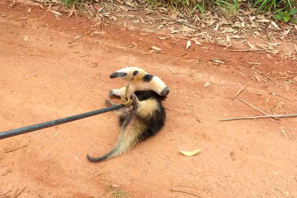 Tamanduá é resgatado por bombeiros em quintal de casa 2 tamandua carandai bombeiros destacada site