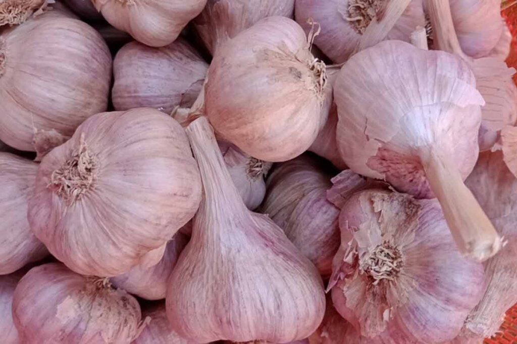 Produtores rurais Zona da Mata recebem incentivo para cultivo de alho 1 Alho Emater Divulgacao