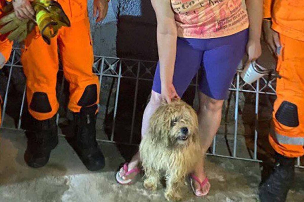Cachorro é resgatado após cair em poço de 7 metros de profundidade 1 Cachorro é resgatado após cair em poço com 7 metros de altura