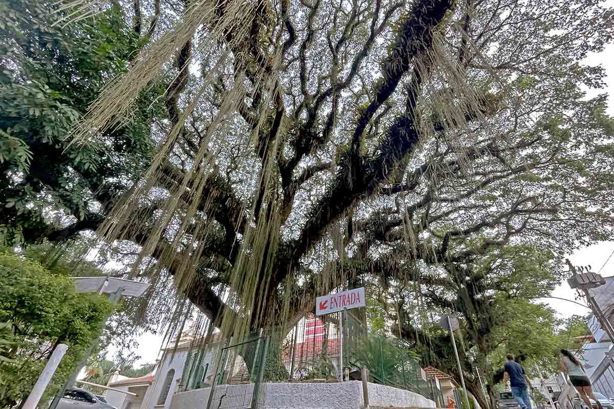 Conheça oito árvores imunes ao corte em Juiz de Fora 1 arvore da chuva felipe couri