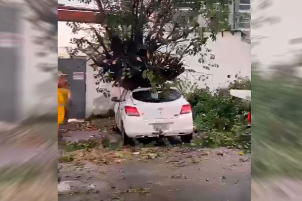 Chuva ocasiona quatro quedas de árvores em Juiz de Fora 1 chuvas