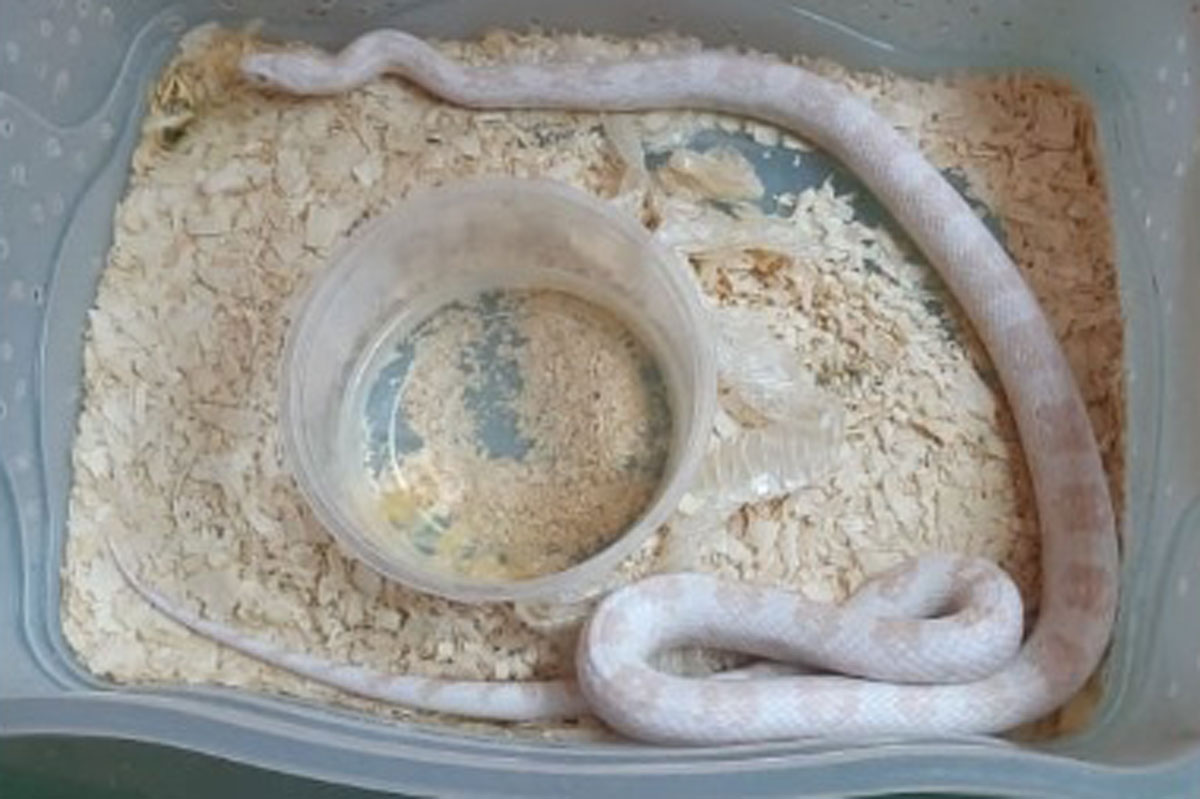 Operação resulta em apreensão de receitas médicas e serpentes 1 cobra 1 pcmg