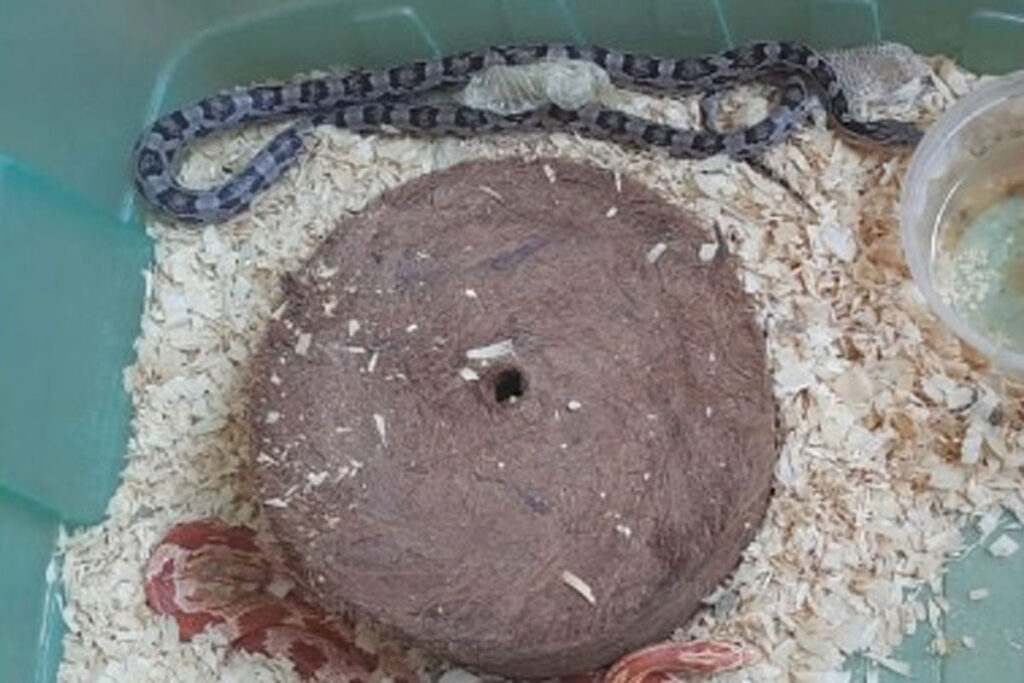 Operação resulta em apreensão de receitas médicas e serpentes 2 cobra 2 pcmg