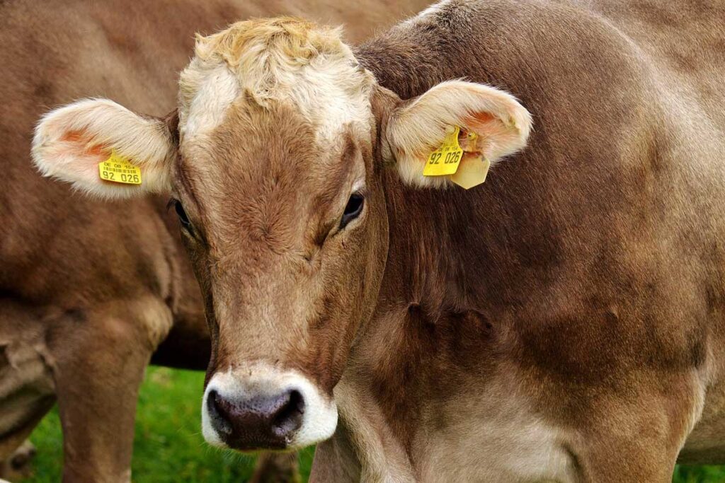 Estudo confirma transmissão de gripe aviária entre mamíferos 1 Governo de Minas suspende cobrança de ICMS de produtores impactados pela seca
