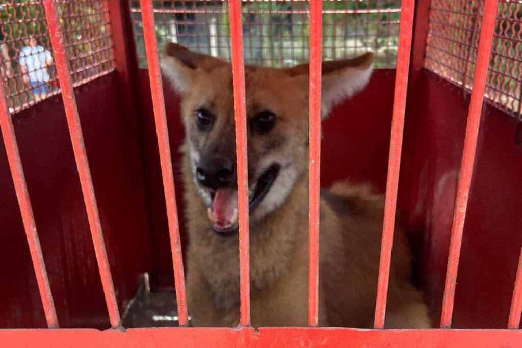 Lobo-guará é resgatado pelo Corpo de Bombeiros 2 lobo guara divulgacao corpo de bombeiros
