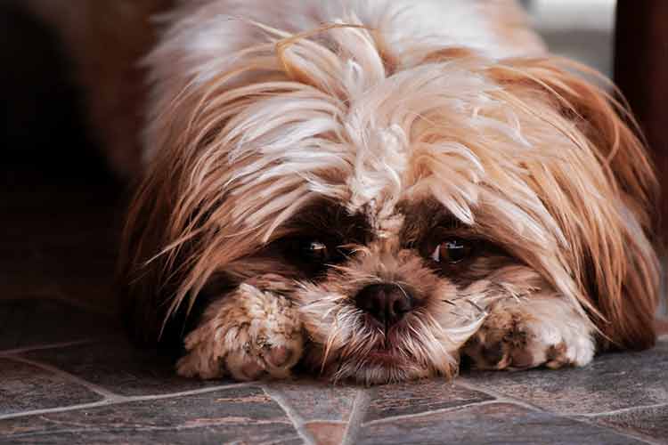 Confira dez dicas para proteger o seu cachorro do barulho dos fogos 1 pet barulho pexels 3
