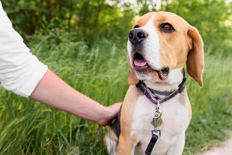 Encontrou um cachorro perdido? Veja o que fazer 2 ESPECIAL PET FREEPIK